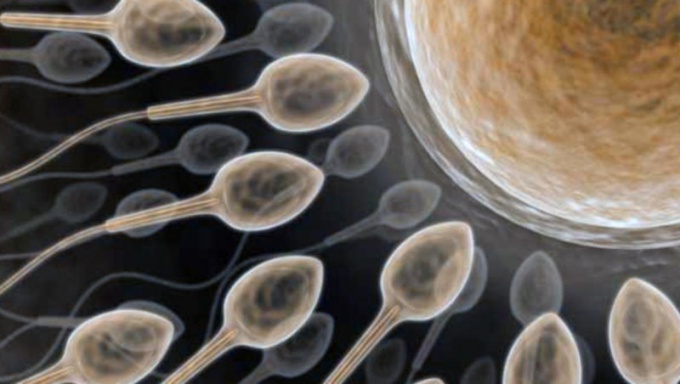 Combien de grammes de spermatozoïdes sont libérés pendant les rapports sexuels