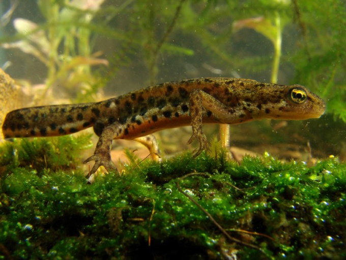 Les tritons aquatiques: entretien et soin