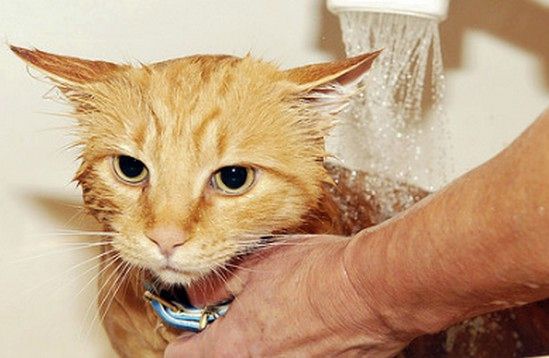 Journée de bain pour un chat