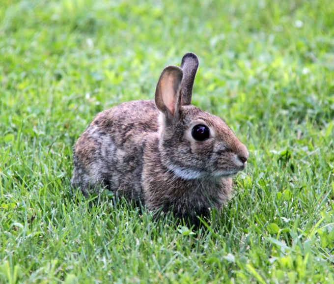 Que nourrir un lapin décoratif