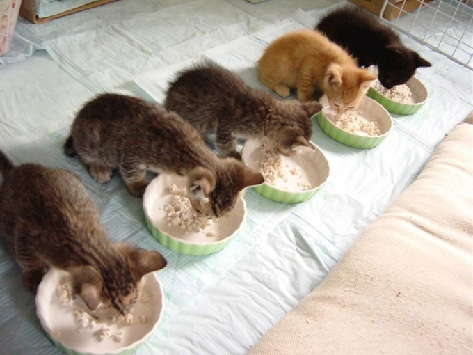 Comment nourrir les chatons: nourriture sèche ou de la nourriture de la table?