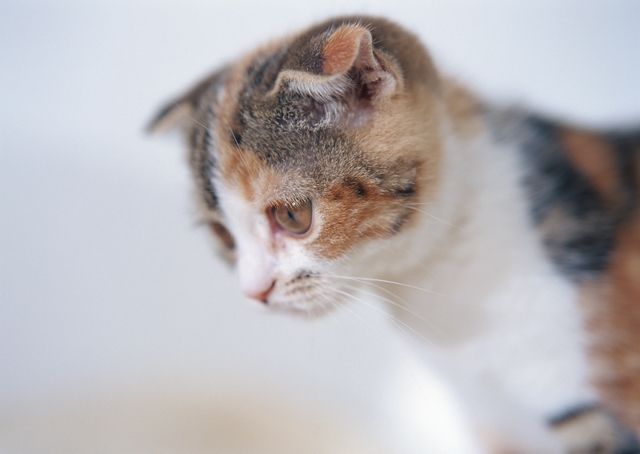 comment apprendre à un chaton à manger de la nourriture