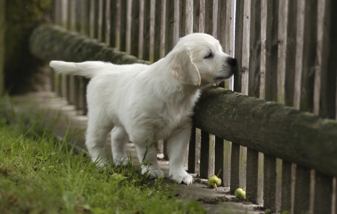 comment trouver les chiens manquants