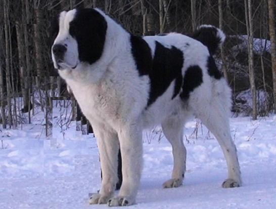 Quel genre de chien est un berger asiatique?