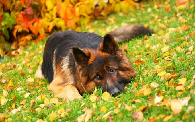 le chien me lèche le cul