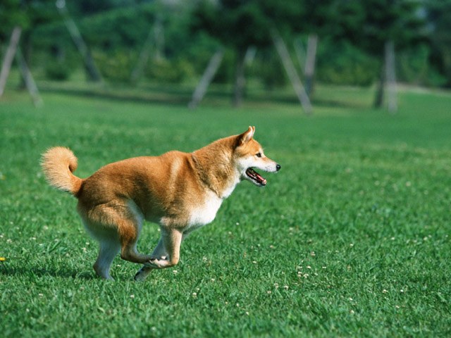 Et si le chien attaquait