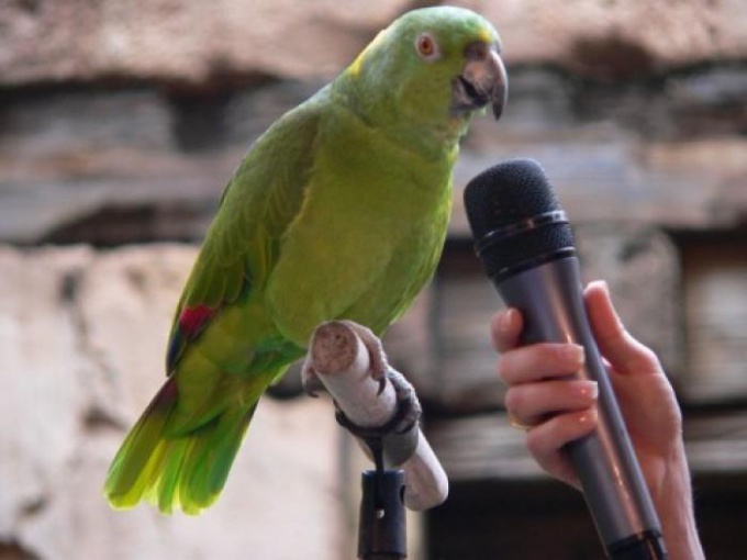 Comment enseigner un perroquet à parler facilement