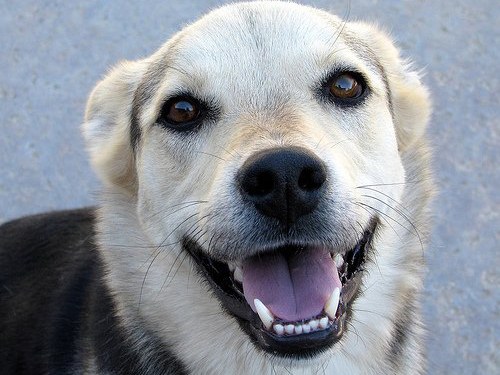 Comment dévisser un chiot pour ramasser tout dans la rue