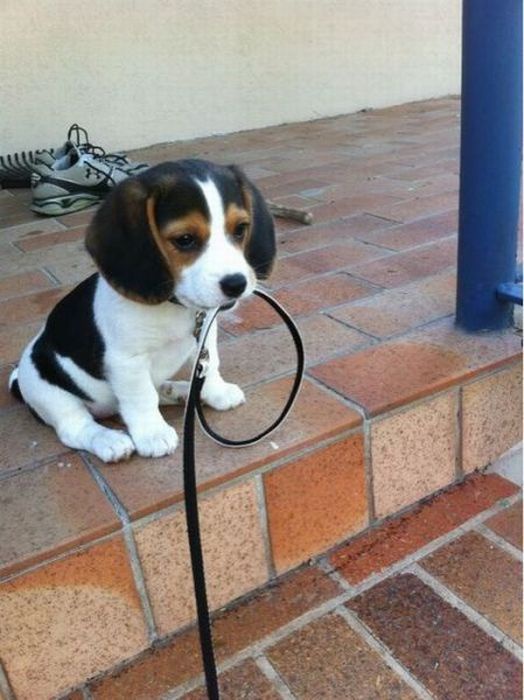 Comment habituer un chiot à un collier sans stress