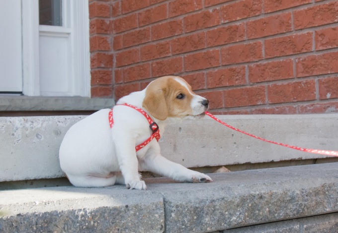 Comment former un chiot à un collier et une laisse