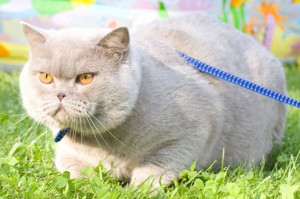 Le chat castré arrête de marquer le territoire, harcèle les hôtes