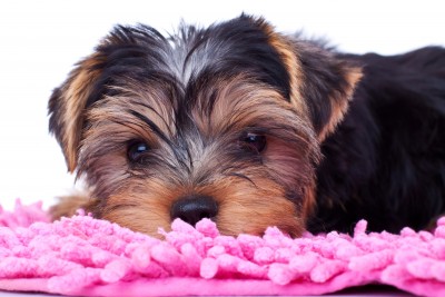 Comment rendre votre chien heureux