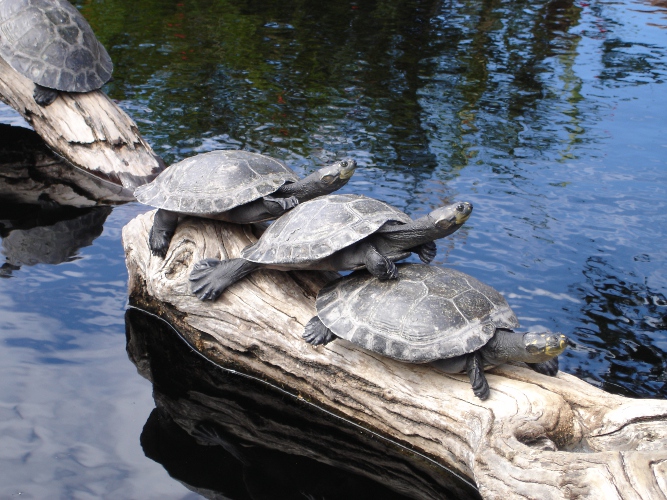 Comment faire un terrarium pour une tortue terrestre