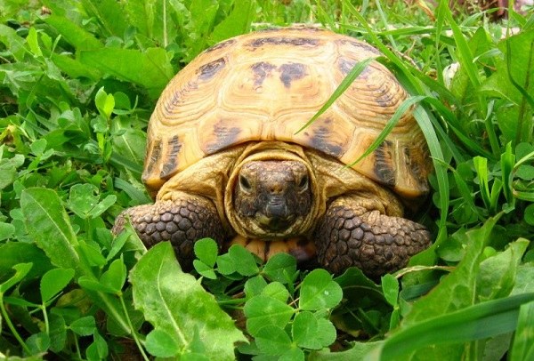 Comment prendre soin d'une tortue à la maison