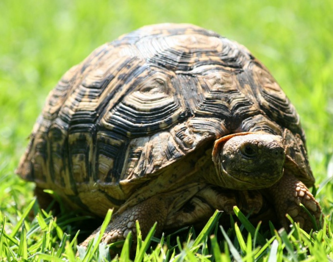 Tortue terrestre est utile pour faire une promenade sur l'herbe