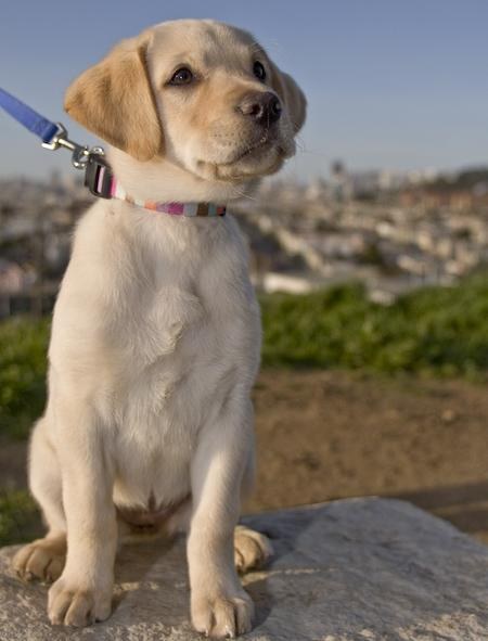 Comment choisir le Labrador