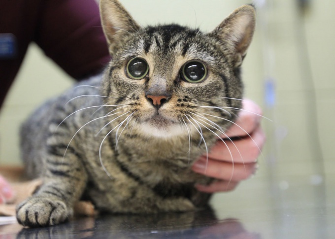 Comment guérir la constipation chez un chat ou un chat