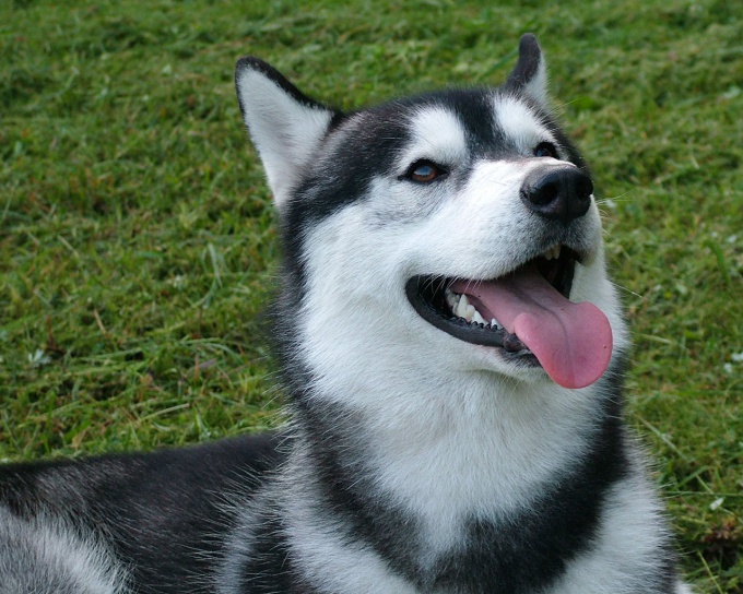 Comment élever un chien comme husky