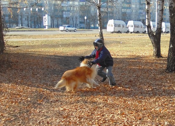 Comment prendre un chien de pur-sang gratuitement