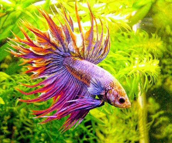 Quels sont les types de filtres d'aquarium?