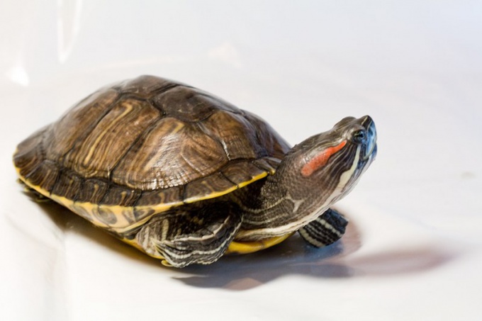 Tortues à ventre rouge