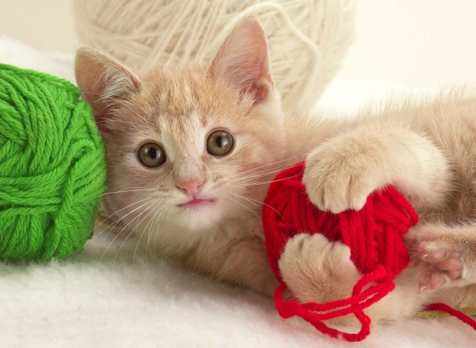 Les premiers jours d'un chaton dans une nouvelle maison