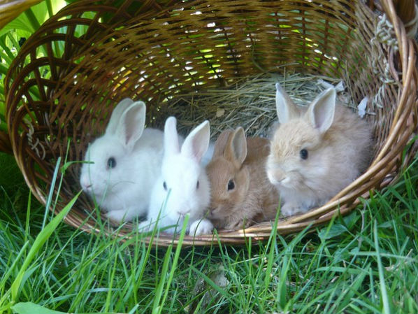 Nourrir les lapins décoratifs