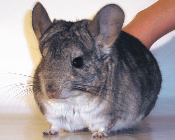 Erreurs courantes dans le contenu des chinchillas