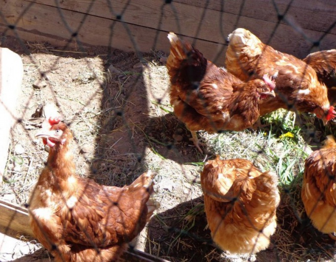 Elevage de poules: régime alimentaire des poules pondeuses