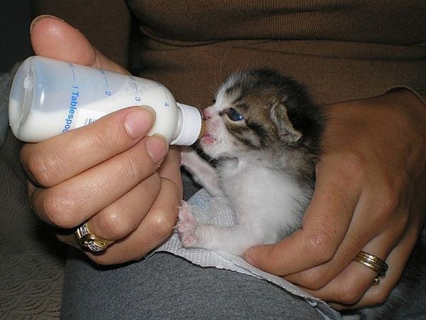 Comment commencer à leurrer un chaton