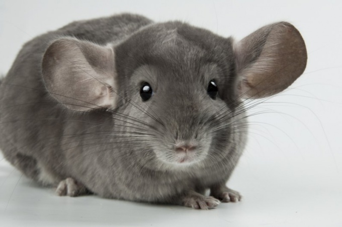 Combien d'années vivent les chinchillas