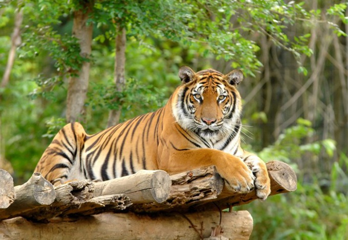 Quels tigres sont trouvés en Inde