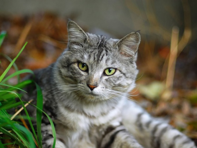 Astuce 1: Que faire si le chat a la diarrhée