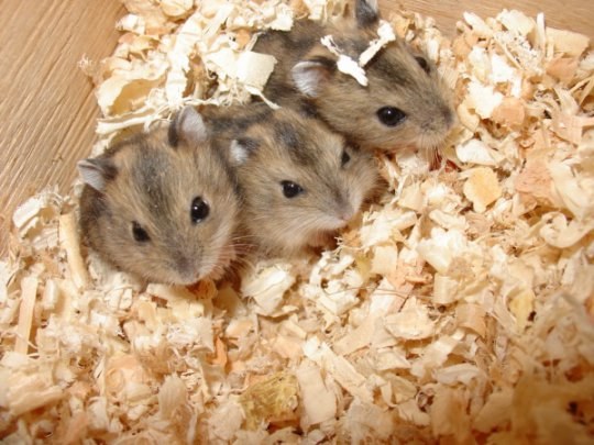 Comment laver les hamsters Dzhungar