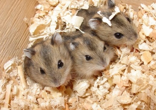 Astuce 1: Comment laver les hamsters Dzhungar