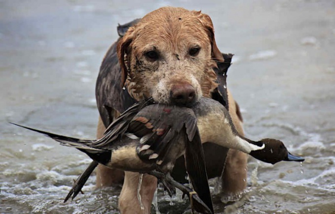 Comment former un chien à la chasse