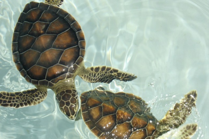 Astuce 1: Comment équiper un aquarium pour les tortues à ventre rouge