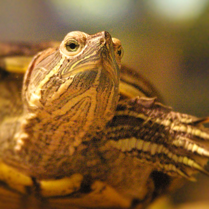 Comment faire un aquarium pour les tortues