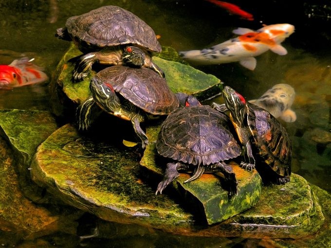 Tout sur les tortues à ventre rouge: comment elles se multiplient