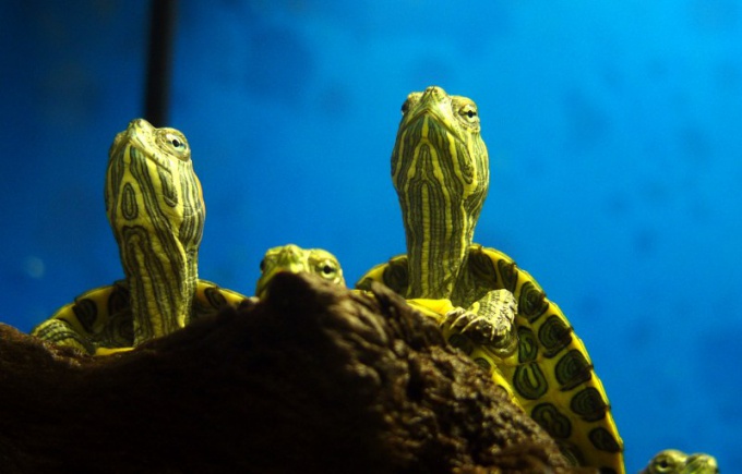 Comment changer l'eau dans un aquarium pour les tortues