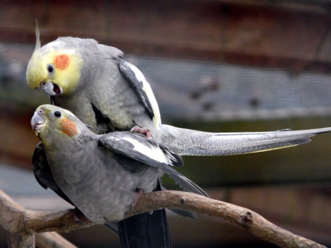 Comment déterminer l'âge du perroquet Corella