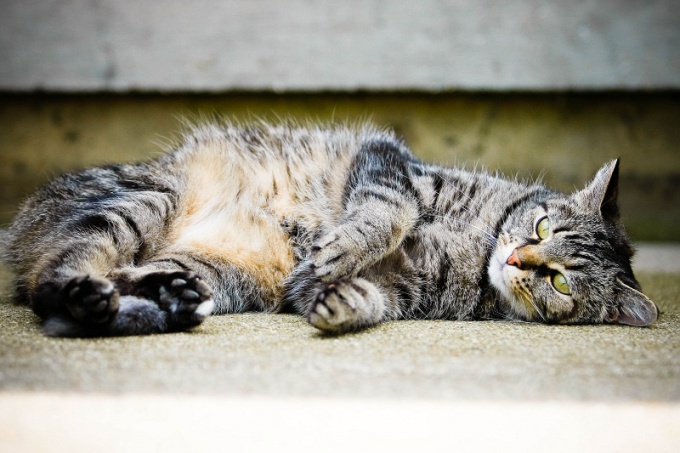 Astuce 1: Comment habituer le chat aux toilettes