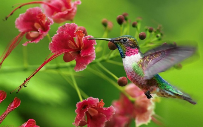 Comment naissent les bébés des colibris 