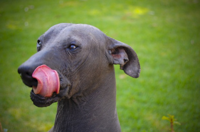 Chien nu mexicain: caractéristiques de son comportement et soin pour elle 