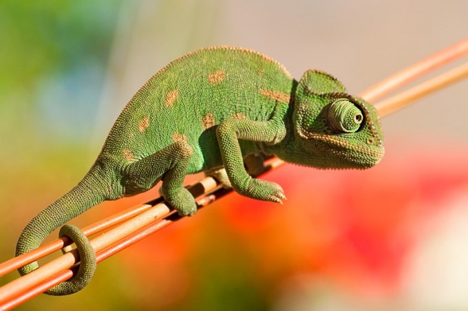 Astuce 1: Comment garder les hippocampes