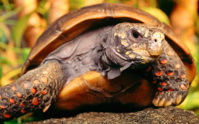 Tortue de charbon