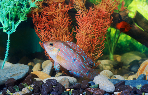 Aquarium avec poisson et un bon filtre - un excellent remède contre le stress