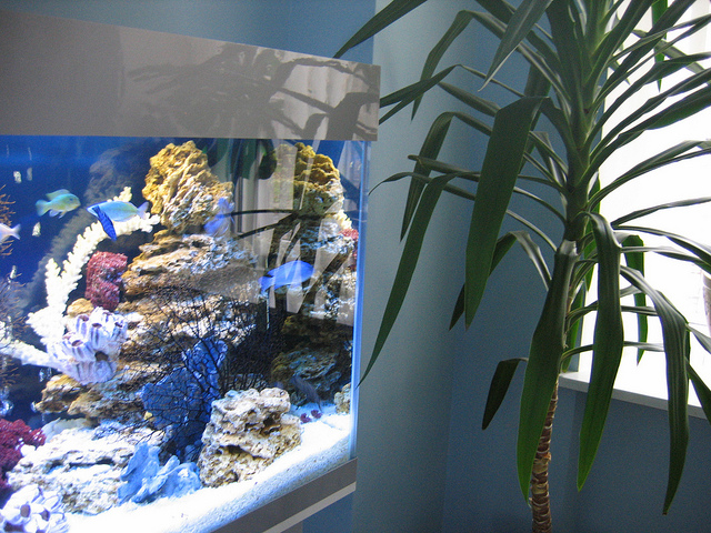 Astuce 1: Comment installer un filtre interne dans un aquarium