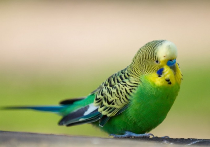 Un perroquet ondulé est un oiseau intelligent, c'est un plaisir de jouer avec.