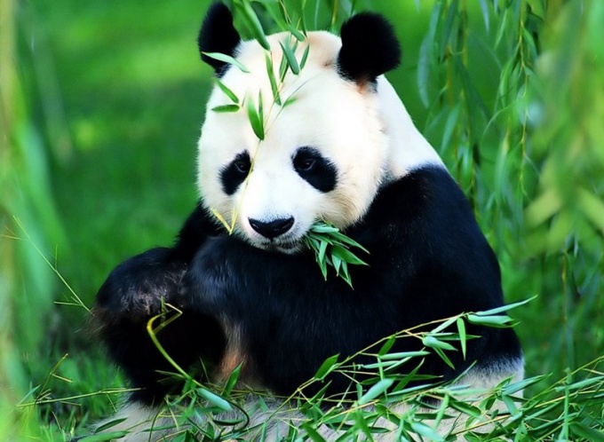 Les pandas sont le trésor national de la Chine!